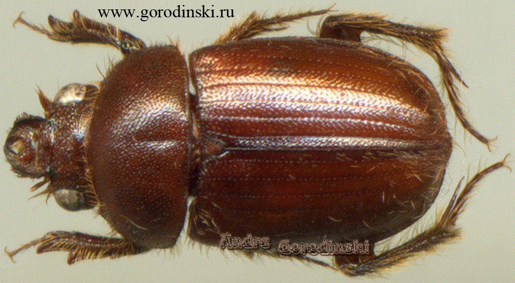 http://www.gorodinski.ru/scarabs/ochodaeus grandiceps.jpg